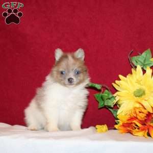 Tadita, Pomeranian Puppy